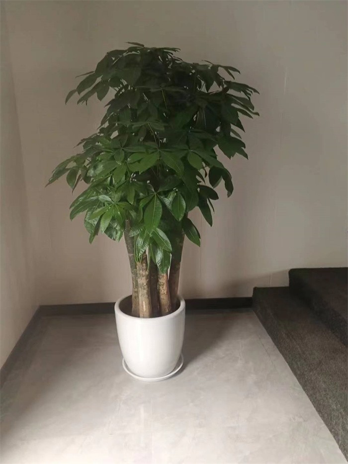 发财树