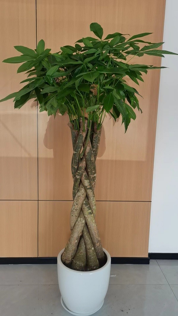辫子发财树